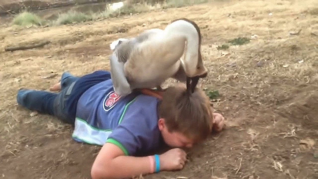 ПТИЦЫ АТАКУЮТ ЛЮДЕЙ! Когда птицы ведут себя нестандартно