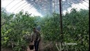 Бизнес в Узбекистане