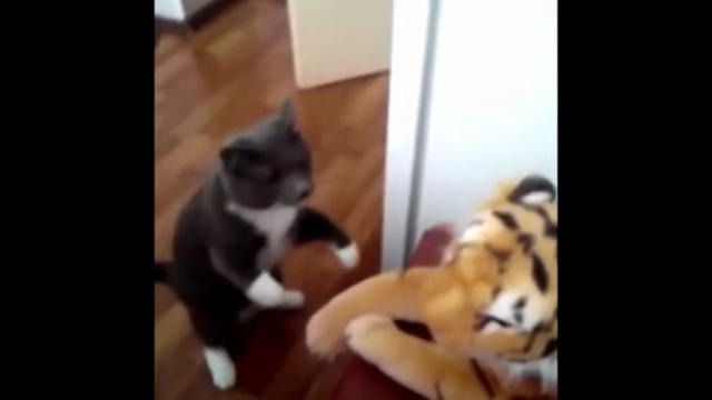 Котик против барса
