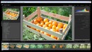 LightroomLes – Урок 2. Отбор фотографий