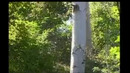 Videolavha