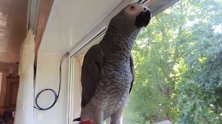 Попугай повторяет звуки животных