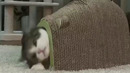 Что если Коты научатся говорить