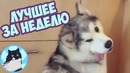 Приколы от кота пуфика. Подборка за неделю № 61
