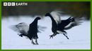 The Most Important Dance Of This Bird’s Life | Earth’s Great Seasons | BBC Earth
