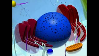 Видеоурок по биологии – Структура клетки человека