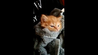 Adorable Blanket Burrito Cat #shorts