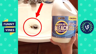“KILLS SPIDER WITH BLEACH “ | TRY NOT TO LAUGH – FUNNY VIRAL CLIPS