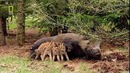 Дикая Природа России 4 серия. Кавказские горы. Документальный фильм