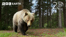 Grizzly Bears Enjoy A Back Scratch! | 20 Years of Planet Earth II | BBC Earth