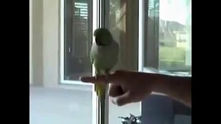 Попугай-спортсмен