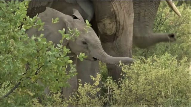 Baby Elephant Has Broken Leg Treated | Secret Life Of Elephants | BBC Earth