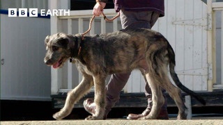 Puppy’s First Trip to the Seaside | Wonderful World of Puppies | BBC Earth