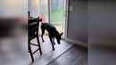 Funny animals – Funny cats / dogs – Funny animal videos 279