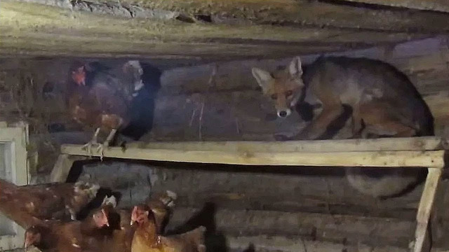 Нестандартные моменты с животными, снятые на видео