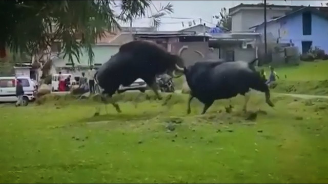ГАУР – Самый крупный бык, который гоняет медведей и ест грязь