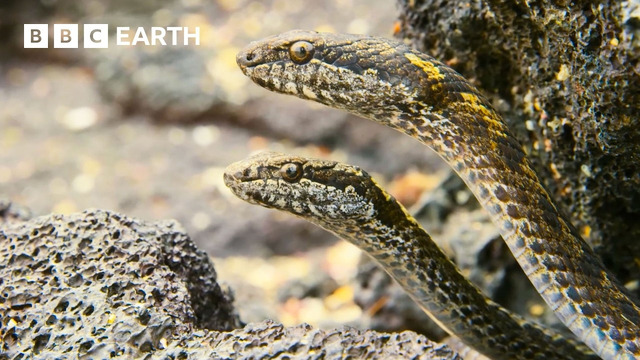 Nature’s Most Stunning Moments – Narrated by David Attenborough | BBC Earth