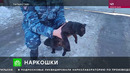 Коты-наркокурьеры в колониях Казани