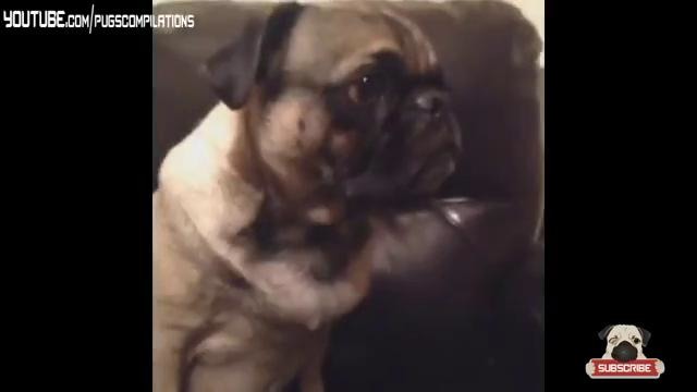Funny Pug Vines Compilation (May 2014)