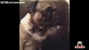 Funny Pug Vines Compilation (May 2014)