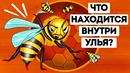 Что бы вы увидели, если бы могли войти в улей