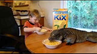 Малыш завтракает вместе с игуаной