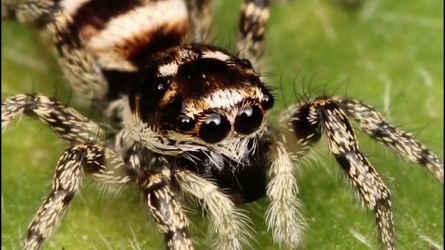 10 мифов о пауках