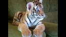 Тигренок играет с псом (Tiger cub playing with a dog)