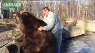 Медведь играет с человеком