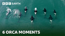 6 Fascinating Orca Moments | BBC Earth