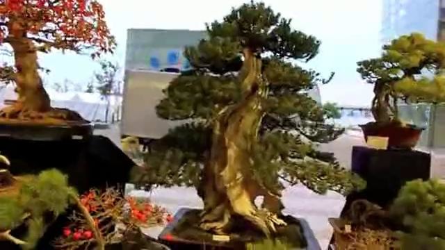 Выставка бонсай