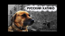 Хатико из Ярославля до сих пор ждет умершего хозяина