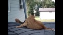 Кот и белка нашли друг друга