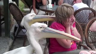 Пеликаны напали на женщину