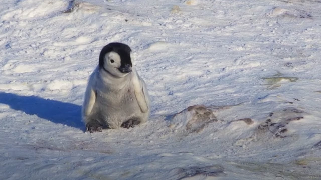 Baby Penguin Tries To Make Friends | Snow Chick: A Penguin’s Tale | BBC Earth