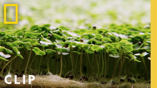 Harvesting microgreens with Chef Mory | Farm Dreams