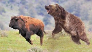 Вот как охотится ХОЗЯИН леса! Бурый Медведь – ТЕРМИНАТОР животного мира