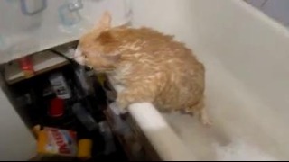 Жирный кот пытается вылезти из ванной
