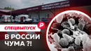 Грозит ли России эпидемия чумы