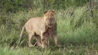 Лев защитил телёнка буйвола от другого льва
