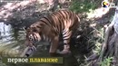 Эмоции животных, которые вышли на свободу из цирка