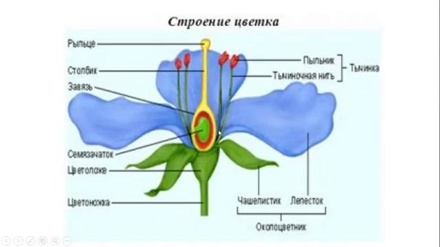 Биология – Ботаника – Строение цветка