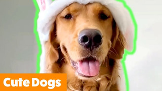 Cute Dogs That Will Make You Smile | Funny Pet Videos