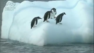 Пингвины и айсберг