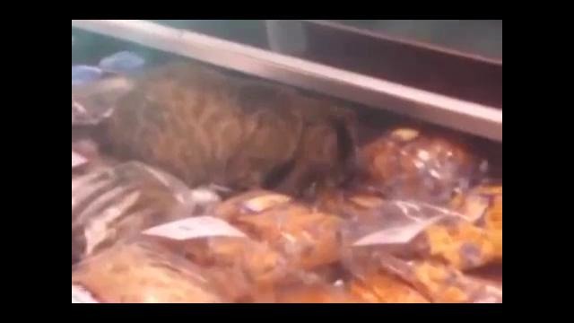 Бездомный кот полакомился в магазине морскими деликатесами на 60 тыс. рублей