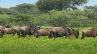 The Great Migration | Waterhole: Africa’s Animal Oasis | BBC Earth