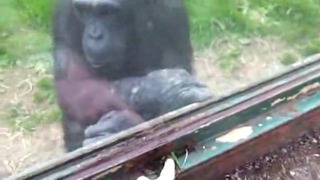 Смышленый шимпанзе просит открыть окно