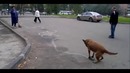 Собака художник