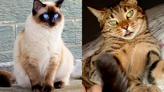 Who Wins: Bengal cat vs Siamese Cat