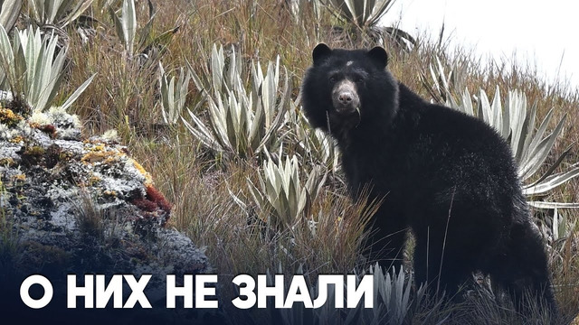 Большую популяцию «медведей Паддингтонов» нашли в лесах на юге Боливии